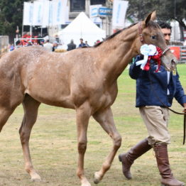 Fotos Expo Prado 2018 - Día 11 (114)