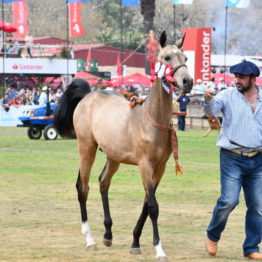 Fotos Expo Prado 2018 - Día 11 (116)