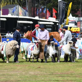 Fotos Expo Prado 2018 - Día 11 (19)
