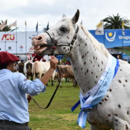 Fotos Expo Prado 2018 - Día 11 (33)