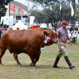 Fotos Expo Prado 2018 - Día 11 (52)