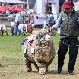 Fotos Expo Prado 2018 - Día 11 (72)