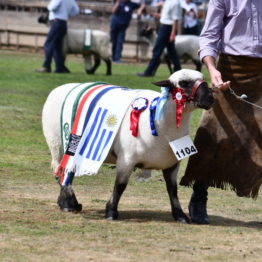 Fotos Expo Prado 2018 - Día 11 (87)