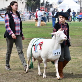 Fotos Expo Prado 2018 - Día 11 (99)