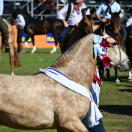 Fotos Expo Prado 2018 - Día 12 (17)