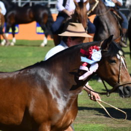 Fotos Expo Prado 2018 - Día 12 (18)