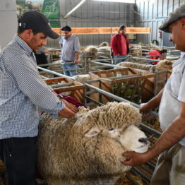 Fotos Expo Prado 2018 - Día 2 (6)