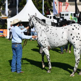 Fotos Expo Prado 2018 - Día 3 (126)