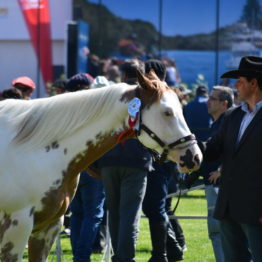 Fotos Expo Prado 2018 - Día 3 (44)