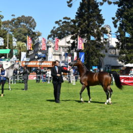 Fotos Expo Prado 2018 - Día 3 (61)