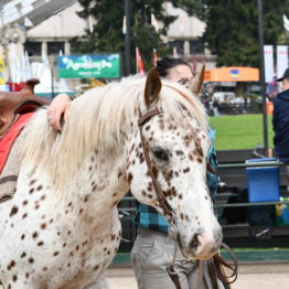 Fotos Expo Prado 2018 - Día 4 (65)