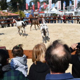 Fotos Expo Prado 2018 - Día 5 (68)