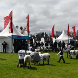 Fotos Expo Prado 2018 - Día 6 (25)