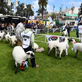 Fotos Expo Prado 2018 - Día 6 (36)