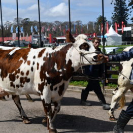 Fotos Expo Prado 2018 - Día 6 (41)