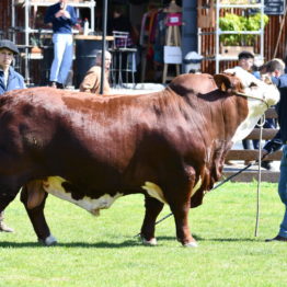 Fotos Expo Prado 2018 - Día 7 (76)