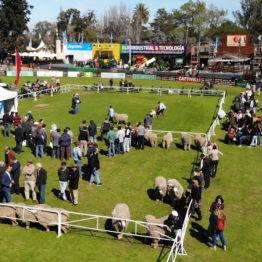 Fotos Expo Prado 2018 - Día 7 (8)