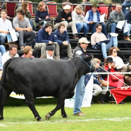 Fotos Expo Prado 2018 - Día 8 (81)