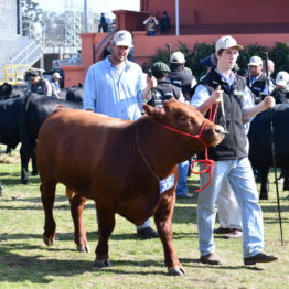 Fotos Expo Prado 2018 - Día 9 (18)