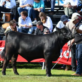 Fotos Expo Prado 2018 - Día 9 (20)