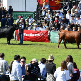 Fotos Expo Prado 2018 - Día 9 (23)