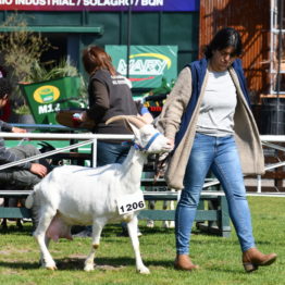 Fotos Expo Prado 2018 - Día 9 (35)