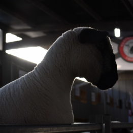 Expo Prado 2019 - Día 1 (111)