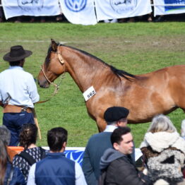 Expo-Prado-2019-Día-10-244