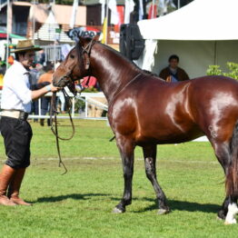 Expo-Prado-2019-Día-10-62