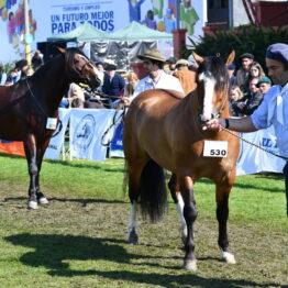 Expo-Prado-2019-Día-10-64