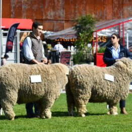 Expo-Prado-2019-Día-10-72