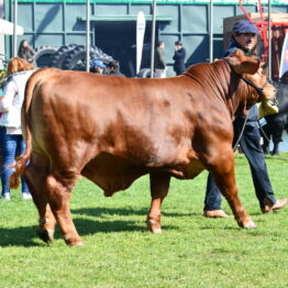 Expo-Prado-2019-Día-10-73