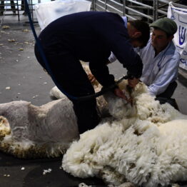 Expo-Prado-2019-Día-10-75