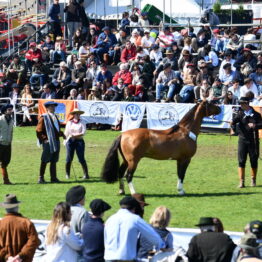 Expo-Prado-2019-Día-10-77