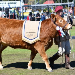 Expo Prado 2019 - Día 11 (101)