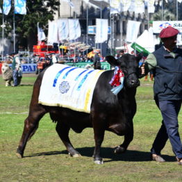 Expo Prado 2019 - Día 11 (106)