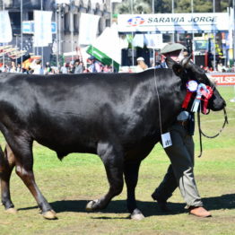 Expo Prado 2019 - Día 11 (109)