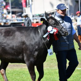 Expo Prado 2019 - Día 11 (110)