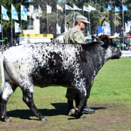 Expo Prado 2019 - Día 11 (112)