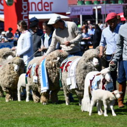 Expo Prado 2019 - Día 11 (119)