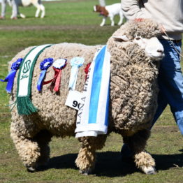 Expo Prado 2019 - Día 11 (120)