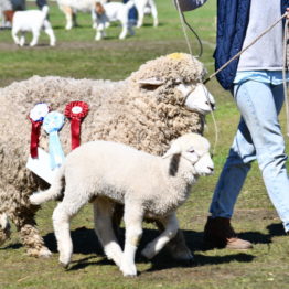 Expo Prado 2019 - Día 11 (121)