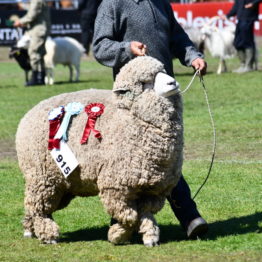 Expo Prado 2019 - Día 11 (123)