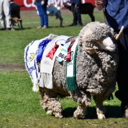 Expo Prado 2019 - Día 11 (124)