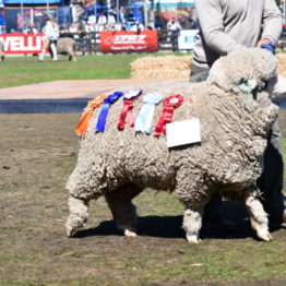 Expo Prado 2019 - Día 11 (130)