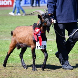 Expo Prado 2019 - Día 11 (140)