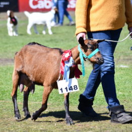 Expo Prado 2019 - Día 11 (141)