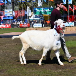 Expo Prado 2019 - Día 11 (142)