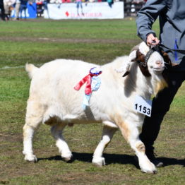 Expo Prado 2019 - Día 11 (144)