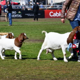 Expo Prado 2019 - Día 11 (145)